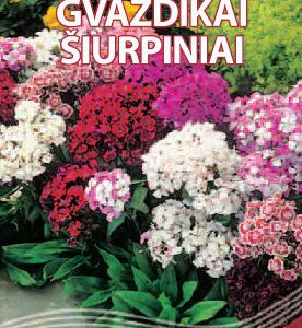 Šiurpiniai gvazdikai „šimtažiedžiai“, „kristaliukai“ dvimečiai, žemi 0,5 g S.