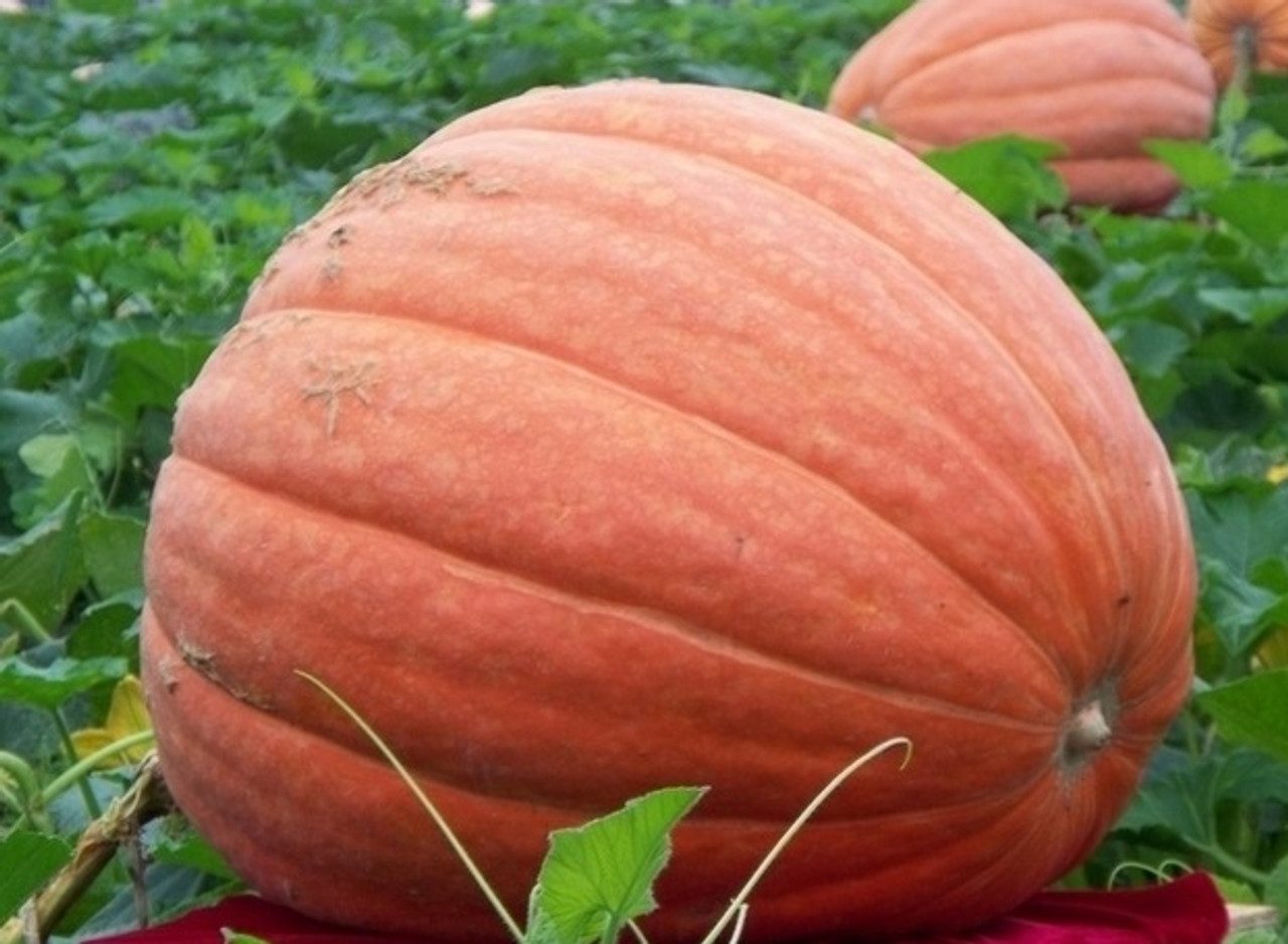 Moliūgai didieji stambūs 'BIG MAX' 7 sėklų S. Moliūgai didieji stambūs 'BIG MAX' 7 sėklų S.