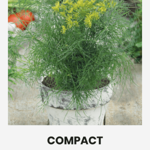 Krapai ankstyvi, kompaktiški, auginimui visus metus (auga ir vazone) 'COMPACT' 2 g (maža pakuotė) NAUJIENA 2023 m.