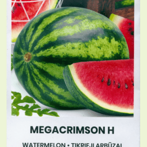 Arbūzai labai dideli ir labai saldūs, vidutinio ankstyvumo 'MEGACRIMSON H' 10 sėklų A. NAUJIENA 2023 m