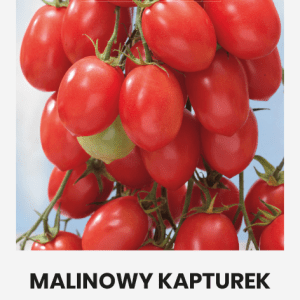 Pomidorai smulkiavaisiai žemi, avietiniai, ilgos kekės 'MALINOWY KAPTUREK' 0,1 g A. NAUJIENA 2023 m.
