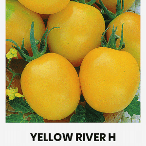 Žemaūgiai pomidorai geltoni pailgi, atsparūs ligoms, lauke ar šiltnamyje 'YELLOW RIVER H' 12 sėklų A. NAUJIENA 2023 m.