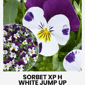 Našlaitės smulkiažiedės hibridinės dvispalvės: baltos su violetiniu 'SORBET XP H WHITE JUMP UP' 20 sėklų A. NAUJIENA 2023 m.