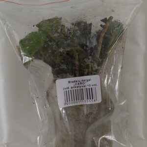 Braškių frigo daigai, vidutinio ankstyvumo, labai saldžios 'CARO' 10 vnt. NAUJIENA 2023 m.