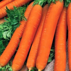 Morkos ankstyvos, lygios, nepažaliuoja 'NAOMI' 3 g PS.