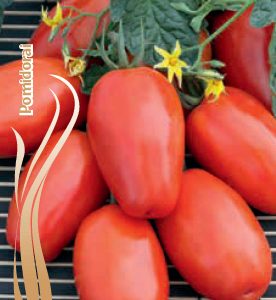 Pomidorai žemi ovalūs 'LAMBERT F1' 15 sėklų S.