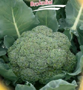 Brokoliai ankstyvi, tankūs, atsparūs lietui ‘BABILON F1’ 25 sėklos S.