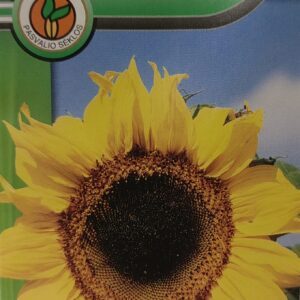 Saulėgrąžos daržinės, aukštos, sėklų derliui 5 g PS.