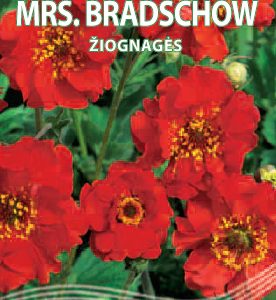 Čilinės žiognagės raudonos, daugiametės, skynimui 'MRS.BRADSCHOW' 0,3 g S. NAUJIENA 2023 m.