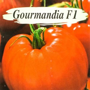 Širdies formos pomidorai, labai ankstyvi, stambūs ir skanūs 'GOURMANDIA F1' 4 sėklos (Maža pakuotė) AGRC.