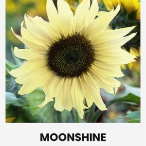 Dekoratyvinės saulėgrąžos citrininės 'MOONSHINE' 2 g A. NAUJIENA 2023 m.