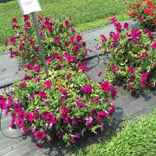 Petunijos purpurinės, dideli banguotais kraštais žiedai 'APHRODITE PURPLE F1' 20 sėklų S. NAUJIENA 2023 m. Petunijos purpurinės, dideli banguotais kraštais žiedai 'APHRODITE PURPLE F1' 20 sėklų S. NAUJIENA 2023 m.