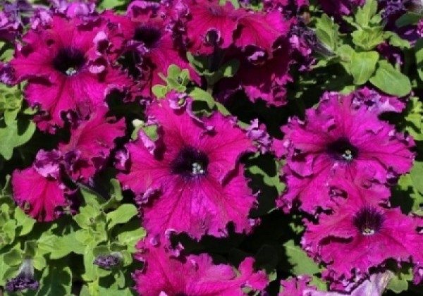 Petunijos purpurinės, dideli banguotais kraštais žiedai 'APHRODITE PURPLE F1' 20 sėklų S. NAUJIENA 2023 m. Petunijos purpurinės, dideli banguotais kraštais žiedai 'APHRODITE PURPLE F1' 20 sėklų S. NAUJIENA 2023 m.