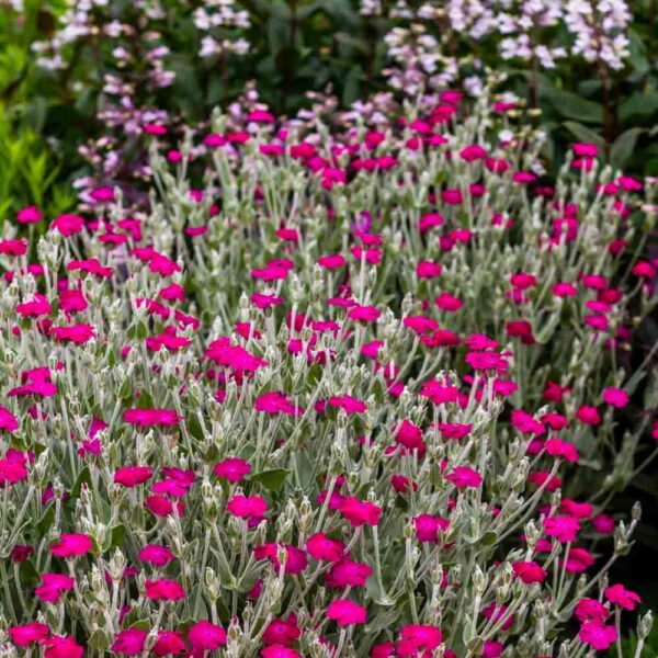 Gaisrenos vainikinės, pilkais lapais, ryškiai rožiniais žiedais, daugiametės 'Rose Campion' 500 sėklų (Apdovanota RHS medaliu) MR.F. NAUJIENA 2023 m.