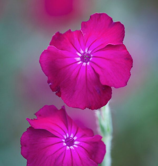 Gaisrenos vainikinės, pilkais lapais, ryškiai rožiniais žiedais, daugiametės 'Rose Campion' 500 sėklų (Apdovanota RHS medaliu) MR.F. NAUJIENA 2023 m.