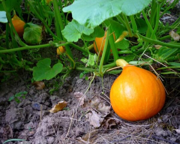 Moliūgai Hokkaido, ankstyvi, maži vaisiai, oranžiniai, labai skanūs, sriubai su oda 'HOKKAIDO ORANGE' 2 g A.