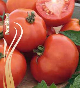 Pomidorai žemi vidutinio ankstyvumo, „raudonkepuraitė“ 'ROTKAPPCHEN' 0,2 g S.