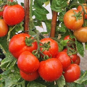 Pomidorai žemi (krūminiai, Dwarf) nehibridiniai, vidutinio ankstyvumo, „raudonkepuraitė“, tinka laukui, vazonui, šiltnamiui 'ROTKAPPCHEN' 0,3 g PS.