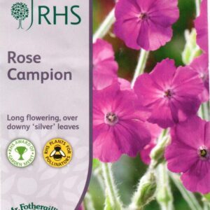 Gaisrenos vainikinės, pilkais lapais, ryškiai rožiniais žiedais, daugiametės 'Rose Campion' 500 sėklų (Apdovanota RHS medaliu) MR.F. NAUJIENA 2023 m.