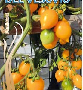 Pomidorai geltoni ovalūs su „snapeliu“ 'GIALLO DEL VESUVIO' 0,1 g S. NAUJIENA 2023m.