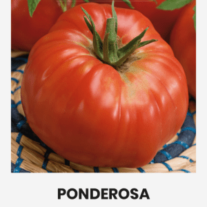 Pomidorai rausvi, vidutiniškai vėlyvi, senovinė veislė šiltnamiui ir laukui 'PONDEROSA' 0,1g A. NAUJIENA 2023 m.