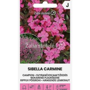 Naktižiedės svyrančios rožinės 'SIBELLA CARMINE' 20 sėklų A. NAUJIENA 2023 m.