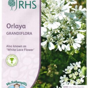 Didžiažiedės orlajos, balti ažūrai, „nėriniai“ (Orlaya grandiflora) 25 sėklos MR.F (Apdovanota RHS medaliu) NAUJIENA 2023 m.