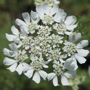 Didžiažiedės orlajos, balti ažūrai, „nėriniai“ (Orlaya grandiflora) 25 sėklos MR.F (Apdovanota RHS medaliu) NAUJIENA 2023 m.