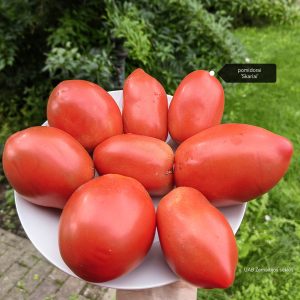 Derlinga lietuviška pomidorų veislė ovaliais vaisiais 'SKARIAI' 10 sėklų (Mini pakuotė)