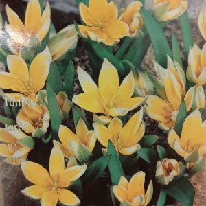 Tulpės botaninės Tarda