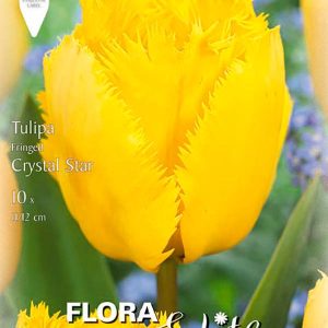 Tulpės šerkšnotosios geltonos 'CRYSTAL STAR', 10 vnt.