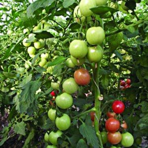 Lietuviški pomidorai nedideliais raudonais vaisiais, malonaus skonio 'ADAS H' 10 sėklų