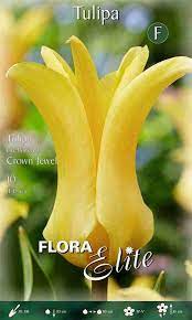 Lelijažiedės tulpės geltonos, ilgai žydinčios 'CROWN JEWEL', 10 svogūnėlių NAUJIENA 2023 m.