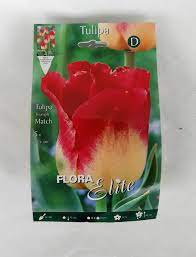 Tulpės triumfo skaisčiai raudonos su gelsvu dugnu, vidutinio aukščio 'MATCH', 10 svogūnėlių NAUJIENA 2023 m.