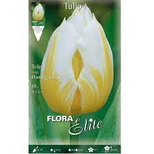 Tulpės „dryžuotos“ gelsvai-baltos 'FLAMING COQUETTE', 10 svogūnėlių NAUJIENA 2023 m.