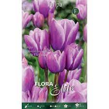 tulpes purple elegance