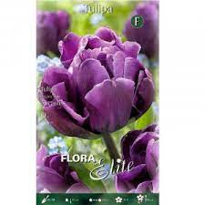 Tulpės pilnavidurės violetinės, vėlyvos, skynimui 'ALICANTE ', 10 vnt. NAUJIENA 2023 m.