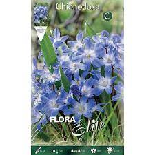 Sniegžydrės mėlynos, žemos, daugiametės, auga vejose (Chionodoxa luciliae), 25 vnt.