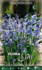 Hiacinoidai mėlyni, žemi, daugiamečiai, „ispaniniai laukiniai jacintai“ (Hyacinthoides hispanika "BLUE") 10 svogūnėlių NAUJIENA 2023 m.