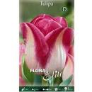 Tulpės triumfo balkšvai rožinės, vidutinio aukščio 'PAGE POLKA', 10 svogūnėlių NAUJIENA 2023 m.