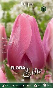 Tulpės Darvino rausvos, aukštos, stambūs žiedai 'BIG LOVE', 10 vnt. NAUJIENA 2023 m.