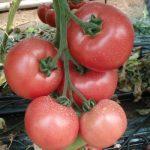 Pomidorai avietiniai ankstyvi 'ESMIRA F1' 5 sėklos (Mini pakuotė)