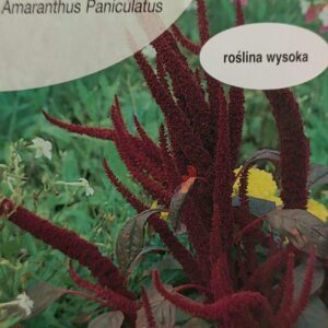 Šluotiniai burnočiai tamsiais lapais, neaukšti 'PIGMY TORCH' 2 g T. NAUJIENA 2024 m.