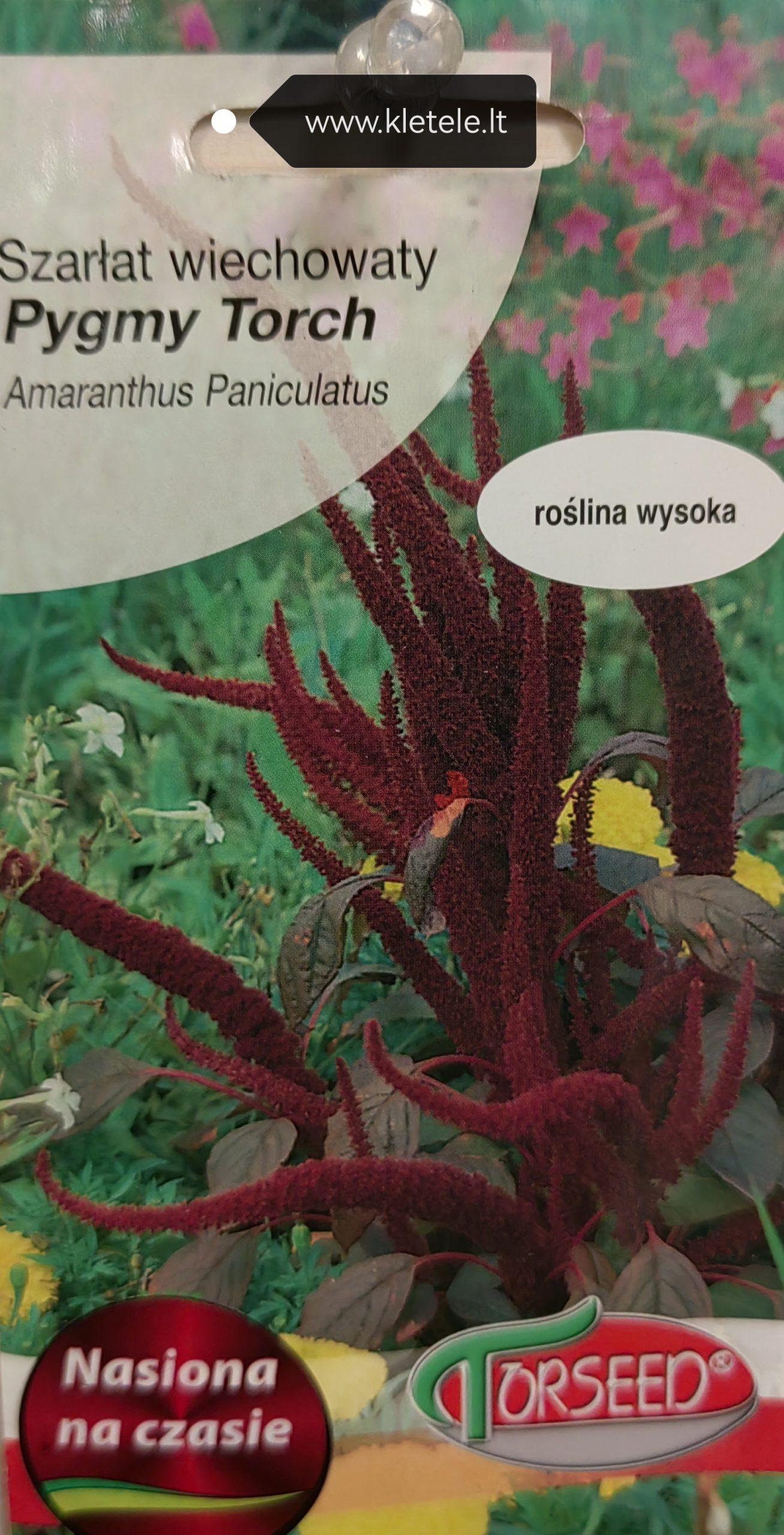 Šluotiniai burnočiai tamsiais lapais, neaukšti 'PIGMY TORCH' 2 g T. NAUJIENA 2024 m. Šluotiniai burnočiai tamsiais lapais, neaukšti 'PIGMY TORCH' 2 g T. NAUJIENA 2024 m.