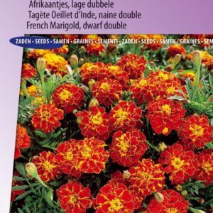 Serenčiai gvazdikiniai žemi, raudonai rudi su gelsvais viduryje 'RUSTY RED' 0,5 g SLG.