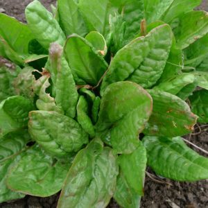 Rūgštynės valgomosios stambialapės 'Štovik Kysely' 0,8 g SM. Rūgštynės valgomosios stambialapės 'Štovik Kysely' 0,8 g SM.