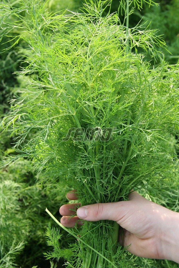 Krapai MAXI, daug žalios masės 'MAMUT' 4 g SM Krapai MAXI, daug žalios masės 'MAMUT' 4 g SM