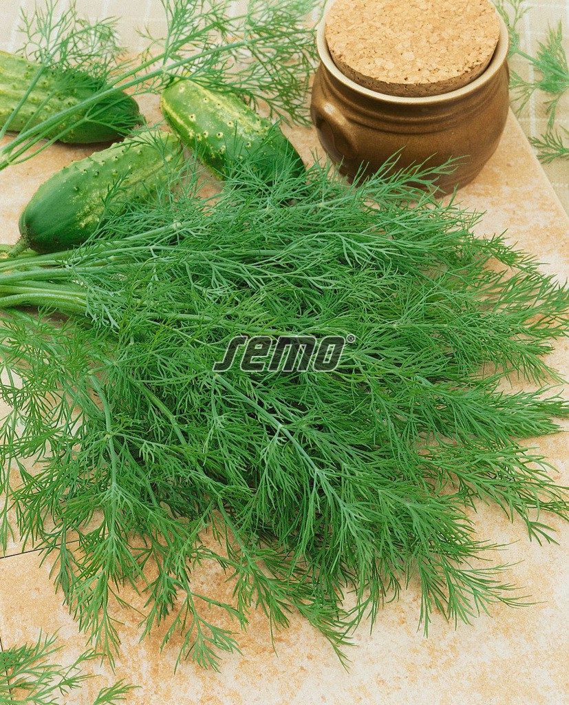 Krapai MAXI, daug žalios masės 'MAMUT' 4 g SM Krapai MAXI, daug žalios masės 'MAMUT' 4 g SM