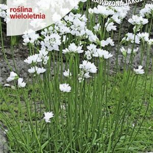 Gumbiniai narcizalapiai svogūnai, platūs laiškai, daugiamečiai 1 g T.