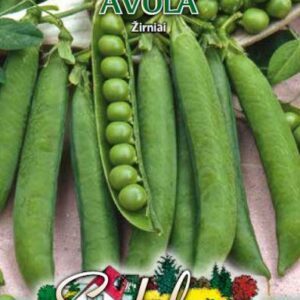 Žirniai žemaūgiai labai ankstyvi, didelės ankštys 'AVOLA' 50 g S. (Naudinga pakuotė) (TV laida „Svajonių sodai“) NAUJIENA 2024 m.